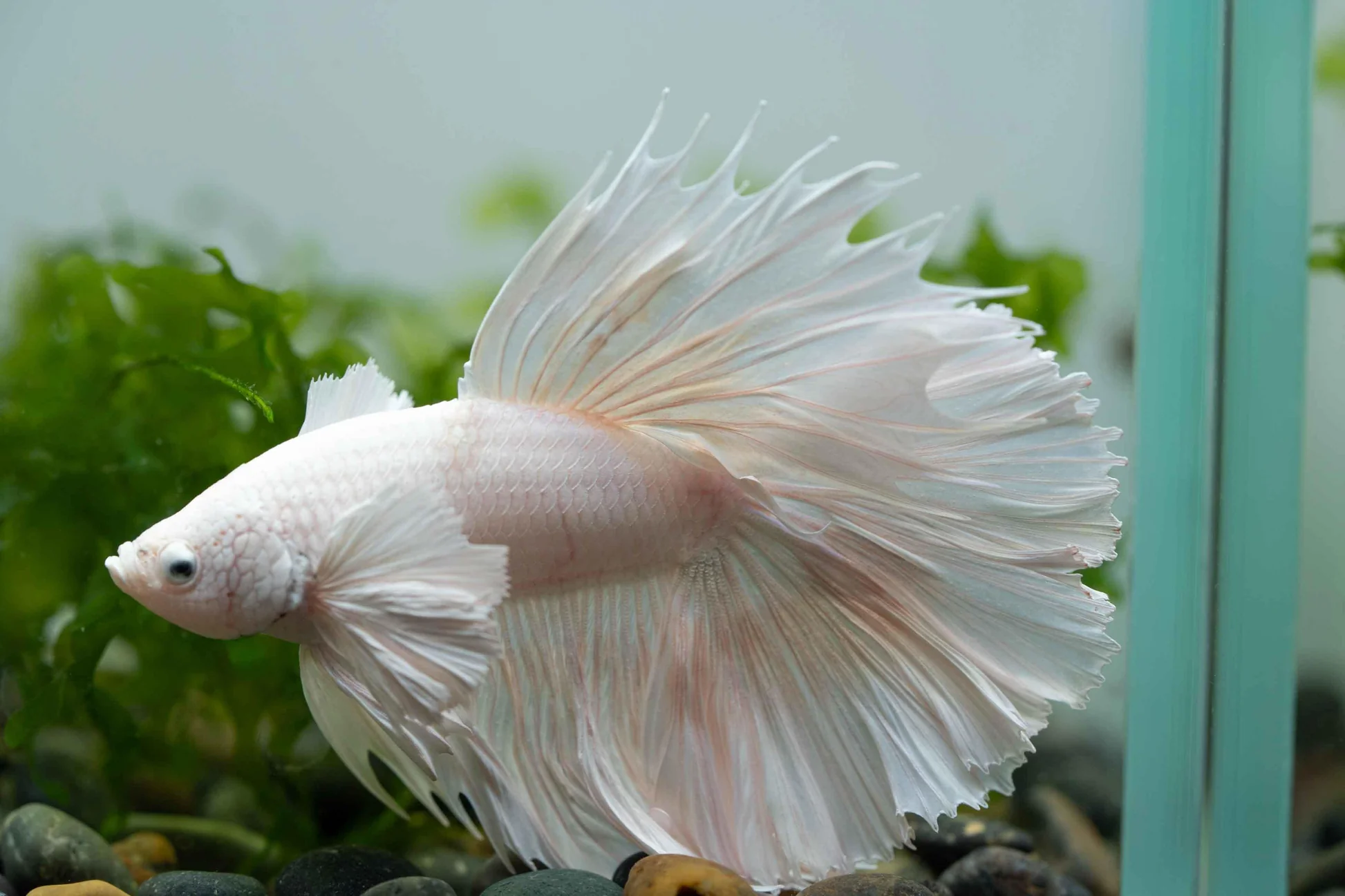 Dumbo Ear Betta